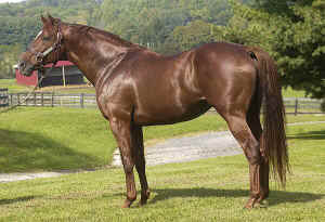 Power_By_Far_stallion_full.jpg (88411 bytes)